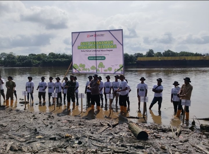 PT Indah Kiat Pulp & Paper Tbk (IKPP) Bersama Polsek Tualang Tanam Mangrove Adalah Investasi Keselamatan Lingkungan Masa Depan